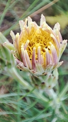 Scorzonera angustifolia