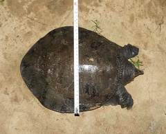 Amyda cartilaginea