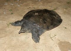 Amyda cartilaginea