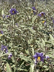 Solanum elaeagnifolium