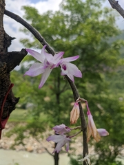 Dendrobium transparens