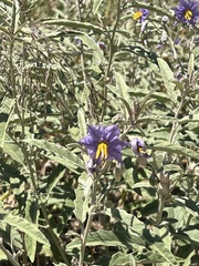 Solanum elaeagnifolium