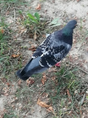 Columba livia domestica
