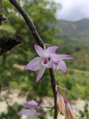 Dendrobium transparens