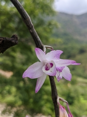 Dendrobium transparens