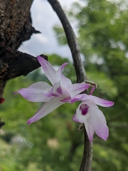 Dendrobium transparens