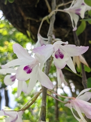 Dendrobium transparens