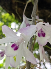 Dendrobium transparens