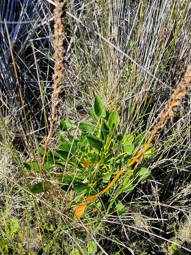 Image of Lawrencia spicata by (c) Tony van Kampen, some rights reserved (CC BY)