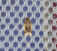 Clepsis melaleucanus