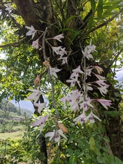 Dendrobium transparens