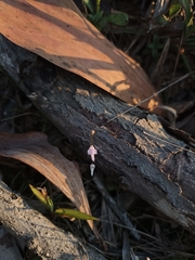 Utricularia minutissima