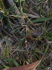 Utricularia minutissima