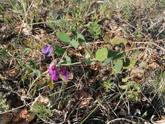 Lathyrus humilis