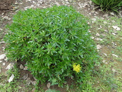Myroxylon balsamum