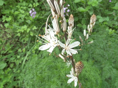 Asphodelus ramosus subsp. distalis image