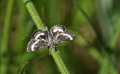 Atralata albofascialis