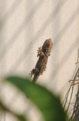 Tarentola mauritanica mauritanica