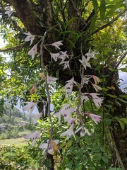 Dendrobium transparens