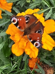 Aglais io