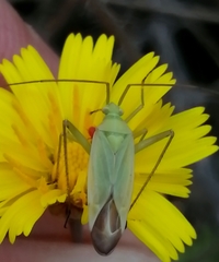 Thiomiris sulphureus