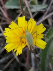 Thiomiris sulphureus