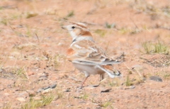 Melanocorypha mongolica