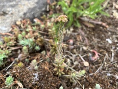 Petrosedum orientale