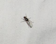 Dilophus tibialis