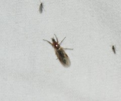 Dilophus tibialis