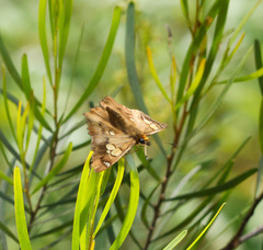 Netrocoryne repanda