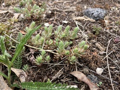 Petrosedum orientale