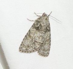 Acronicta tristis