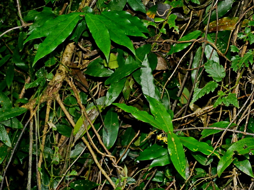 Gardneria multiflora (Gardneria multiflora)