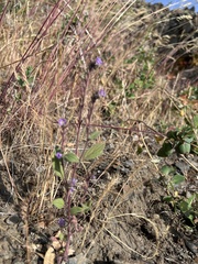 Phacelia vallicola