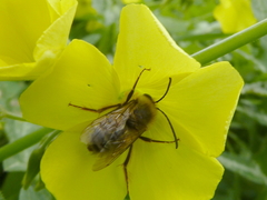 Eucera gracilipes