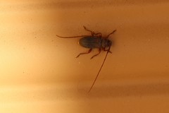 Valenus inornatus