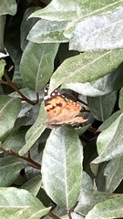 Vanessa cardui