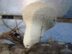 Lycoperdon pulcherrimum image