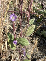Phacelia vallicola