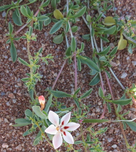 Lapeirousia arenicola