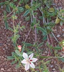 Lapeirousia arenicola