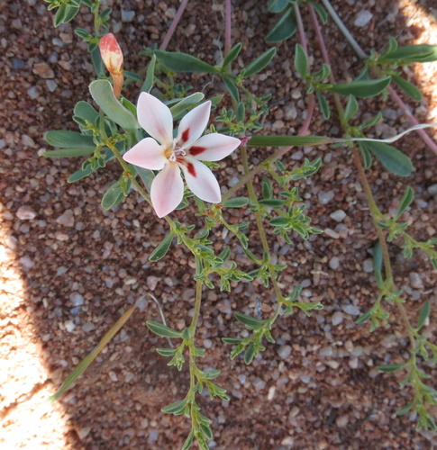 Image of Lapeirousia arenicola by no rights reserved