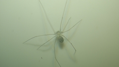 Micropholcus fauroti