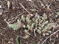 Petrosedum orientale