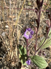 Phacelia vallicola