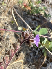 Phacelia vallicola