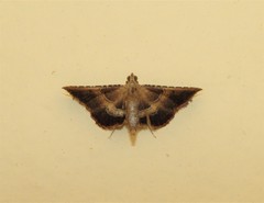 Endotricha flammealis