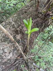 Dendrobium moschatum