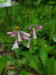 Penstemon